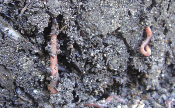 Beneficial Bugs: Red Wigglers VS Grubs in Compost